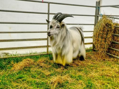 Pygmy goat 2 compressed
